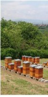 Apiculture 	ASNOUNE RABAH