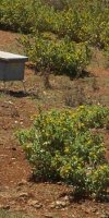 APICULTURE BENALI HAMID