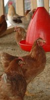 Aviculture LABADLIA MOUNIR