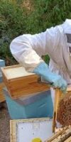 Apiculture SMAIL HAKIM