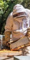Apiculture NEBILI FATIMA ILHEM