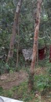 apiculture AMOUCHE EL OUAZNA
