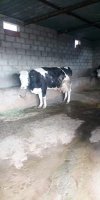 ELEVAGE BOVIN BOUTELDJA OMAR