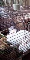 CUNICULICULTURE CHOUIREB SAADIA