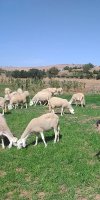 Elevage d'ovins ZEROUAL SAMIR