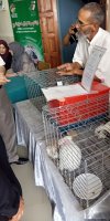 Elevage des lapins BENABDELLAH LAZHAR