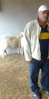 Elevage d'ovins ELABASSI MOUHAMED CHERIF