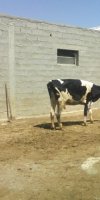 Elevage de Bovins