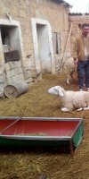 Elevage d'ovins BENTIBA ABDELGHAFOUR