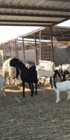 تربية الماعز 	تيبري العيد