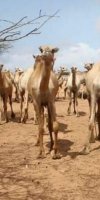 مربي الابل  زياني مبروك