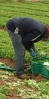 AGRICULTURE ESSAHLI KHADIDJA