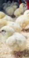 aviculture HASROUF AICHA