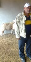 Elevage d'ovins ELABASSI MOUHAMED CHERIF 
