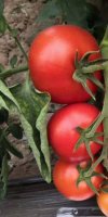 Graines et plants de tomates