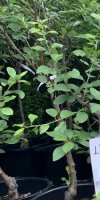 Pépinière Ayoub pour la vente en gros d'arbres fruitiers