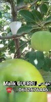 دراسات فلاحيه متابعه البساتين علاج أمراض الأشجار المثمرة