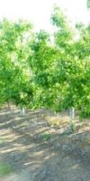 Réf : 174  vente terrain agricole sup 25 hectares à Aïn Defla Khemis Miliana 