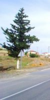 Réf : 168  vente agricole sup 38 hectares à Aïn Defla Tarik Ibn Ziad 
