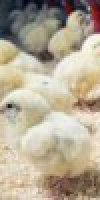 aviculture HASROUF AICHA 